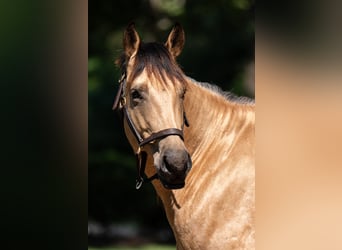 American Quarter Horse, Ruin, 7 Jaar, 157 cm, Buckskin