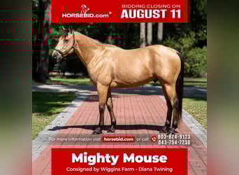American Quarter Horse, Ruin, 7 Jaar, 157 cm, Buckskin