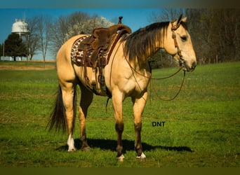 American Quarter Horse, Ruin, 7 Jaar, 157 cm, Buckskin