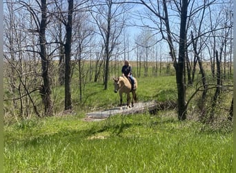American Quarter Horse, Ruin, 7 Jaar, 157 cm, Buckskin