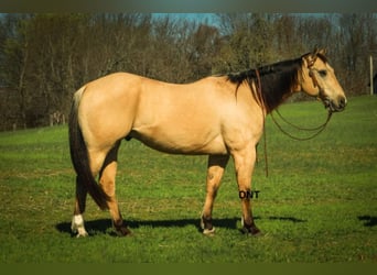 American Quarter Horse, Ruin, 7 Jaar, 157 cm, Buckskin