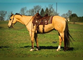 American Quarter Horse, Ruin, 7 Jaar, 157 cm, Buckskin