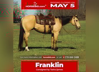 American Quarter Horse, Ruin, 7 Jaar, 157 cm, Buckskin