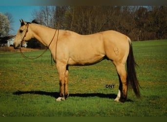 American Quarter Horse, Ruin, 7 Jaar, 157 cm, Buckskin