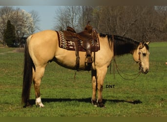 American Quarter Horse, Ruin, 7 Jaar, 157 cm, Buckskin