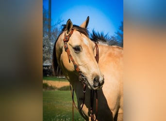 American Quarter Horse, Ruin, 7 Jaar, 157 cm, Buckskin
