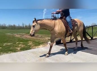 American Quarter Horse, Ruin, 7 Jaar, 157 cm, Buckskin