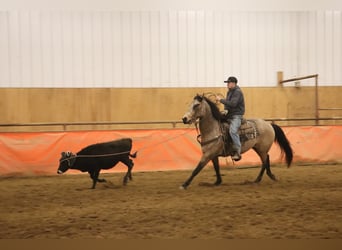 American Quarter Horse, Ruin, 7 Jaar, 157 cm, Buckskin