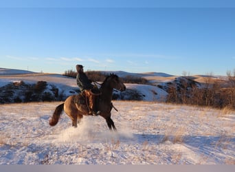 American Quarter Horse, Ruin, 7 Jaar, 157 cm, Buckskin