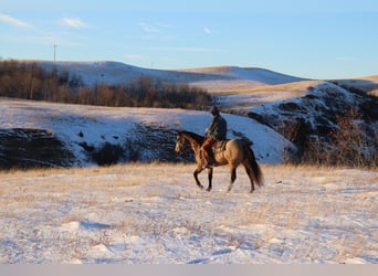 American Quarter Horse, Ruin, 7 Jaar, 157 cm, Buckskin