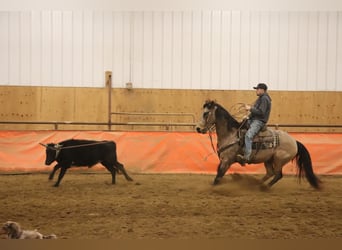 American Quarter Horse, Ruin, 7 Jaar, 157 cm, Buckskin