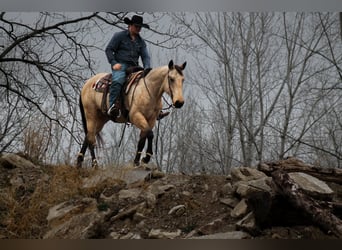 American Quarter Horse, Ruin, 7 Jaar, 157 cm, Buckskin