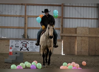 American Quarter Horse, Ruin, 7 Jaar, 157 cm, Buckskin