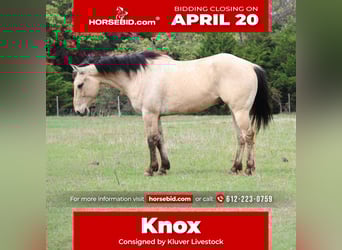 American Quarter Horse, Ruin, 7 Jaar, 157 cm, Buckskin