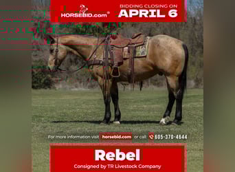 American Quarter Horse, Ruin, 7 Jaar, 157 cm, Buckskin