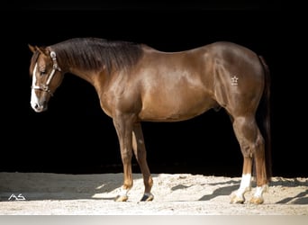American Quarter Horse, Ruin, 7 Jaar, 157 cm, Donkerbruin