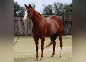 American Quarter Horse, Ruin, 7 Jaar, 157 cm, Donkere-vos