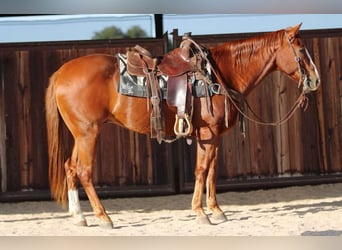 American Quarter Horse, Ruin, 7 Jaar, 157 cm, Donkere-vos