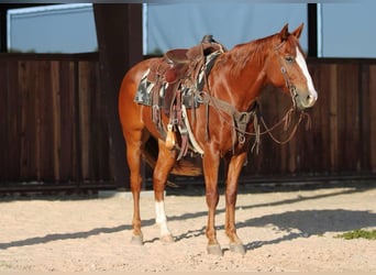 American Quarter Horse, Ruin, 7 Jaar, 157 cm, Donkere-vos