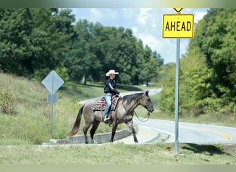 American Quarter Horse, Ruin, 7 Jaar, 157 cm, Grullo