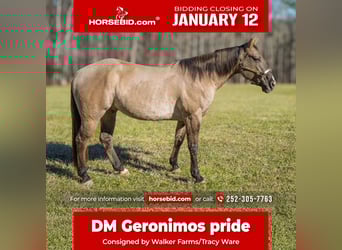 American Quarter Horse, Ruin, 7 Jaar, 157 cm, Grullo