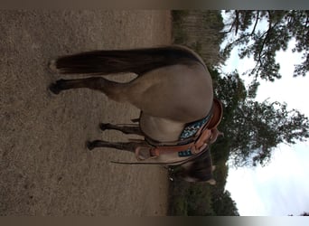 American Quarter Horse, Ruin, 7 Jaar, 157 cm, Grullo