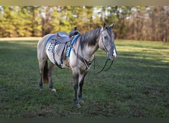 American Quarter Horse, Ruin, 7 Jaar, 157 cm, Grullo