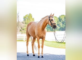 American Quarter Horse, Ruin, 7 Jaar, 157 cm, Palomino