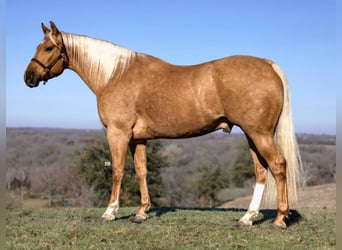 American Quarter Horse, Ruin, 7 Jaar, 157 cm, Palomino