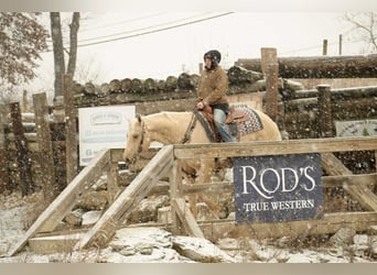American Quarter Horse, Ruin, 7 Jaar, 157 cm, Palomino