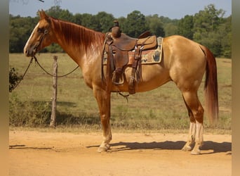 American Quarter Horse, Ruin, 7 Jaar, 157 cm, Red Dun