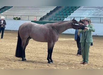 American Quarter Horse, Ruin, 7 Jaar, 157 cm, Roan-Bay