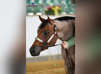 American Quarter Horse, Ruin, 7 Jaar, 157 cm, Roan-Bay