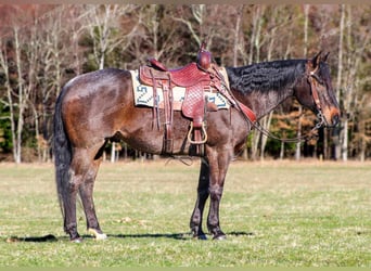 American Quarter Horse, Ruin, 7 Jaar, 157 cm, Roan-Blue