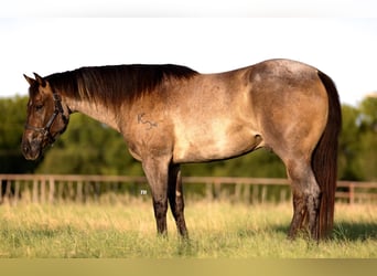 American Quarter Horse, Ruin, 7 Jaar, 157 cm, Roan-Blue