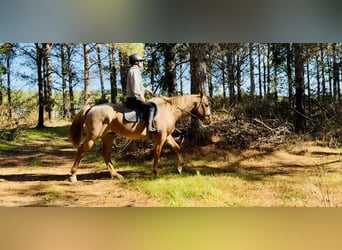 American Quarter Horse, Ruin, 7 Jaar, 157 cm, Roan-Red