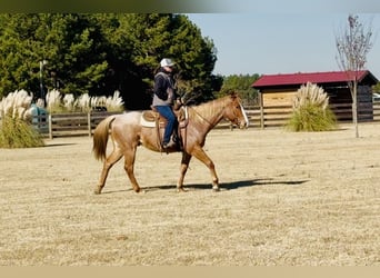 American Quarter Horse, Ruin, 7 Jaar, 157 cm, Roan-Red