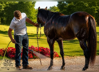 American Quarter Horse, Ruin, 7 Jaar, 157 cm, Roodbruin