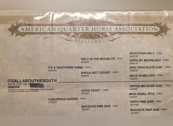 American Quarter Horse, Ruin, 7 Jaar, 157 cm, Roodbruin