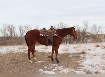 American Quarter Horse, Ruin, 7 Jaar, 157 cm, Roodbruin