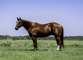 American Quarter Horse, Ruin, 7 Jaar, 157 cm, Roodvos