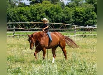American Quarter Horse, Ruin, 7 Jaar, 157 cm, Roodvos