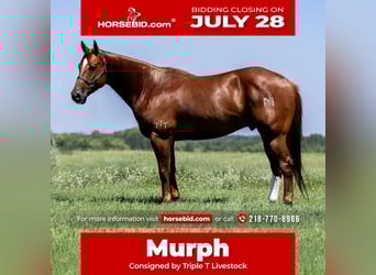 American Quarter Horse, Ruin, 7 Jaar, 157 cm, Roodvos
