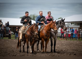 American Quarter Horse, Ruin, 7 Jaar, 157 cm, Roodvos