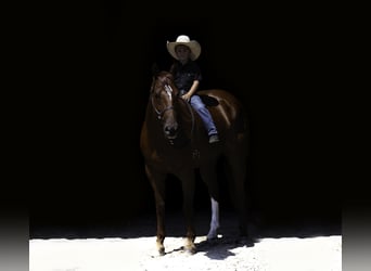 American Quarter Horse, Ruin, 7 Jaar, 157 cm, Roodvos