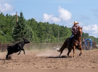 American Quarter Horse, Ruin, 7 Jaar, 157 cm, Roodvos
