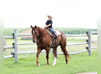 American Quarter Horse, Ruin, 7 Jaar, 157 cm, Roodvos