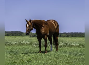 American Quarter Horse, Ruin, 7 Jaar, 157 cm, Roodvos