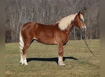 American Quarter Horse, Ruin, 7 Jaar, 157 cm, Roodvos