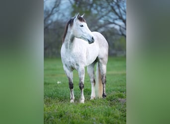 American Quarter Horse, Ruin, 7 Jaar, 157 cm, Schimmel